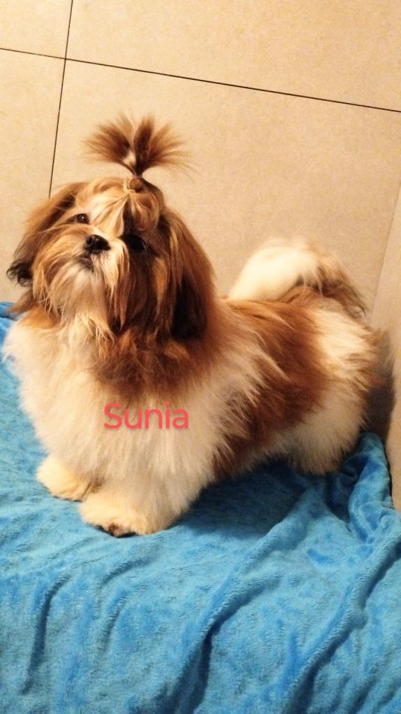 Shih tzu suczka tybetańska lalka