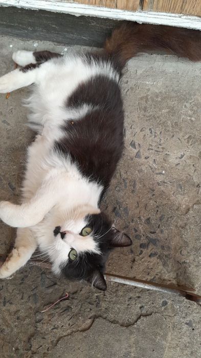 Віддам в добрі руки! Стерилізована, 9 місяців