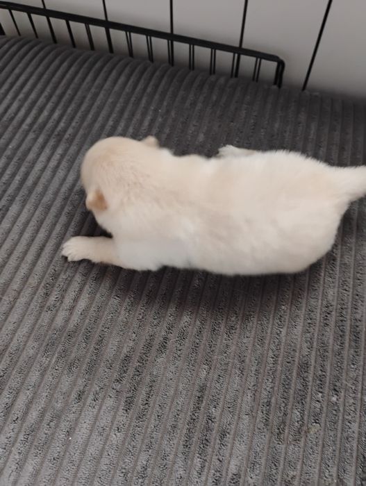 Biały piesek szpic miniaturowy