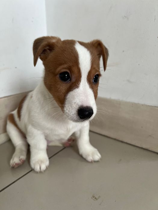 Цуценята джек расел терьєр готові до переїзду