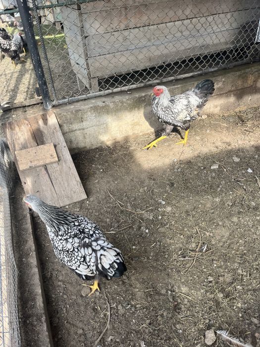 Віандот когути 6 м