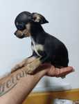 Lindo menino chihuahua micro mini