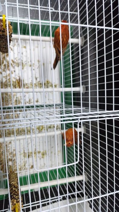 Canárias Ágata Vermelhos intenso e Nevada