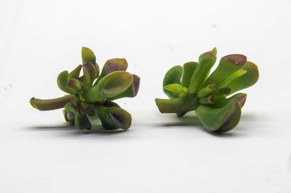 Красула Gimli. Денежное дерево Гимли. Толстянка