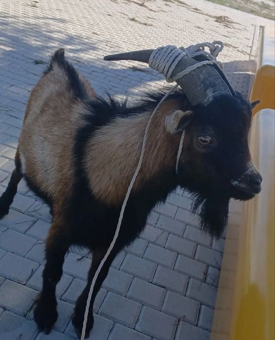 Vendo cabrito anao