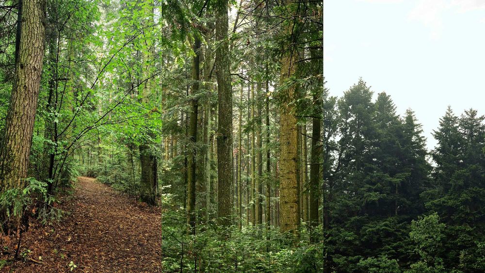 Działka budowlana 1213 m² – Nowek, gm. Łopuszno