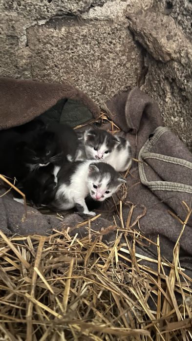 Oddam kotki w dobre ręce