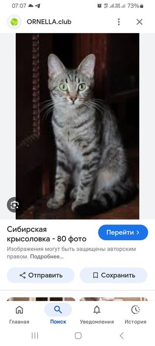 Продам котят 2 мальчика, серый крысолов