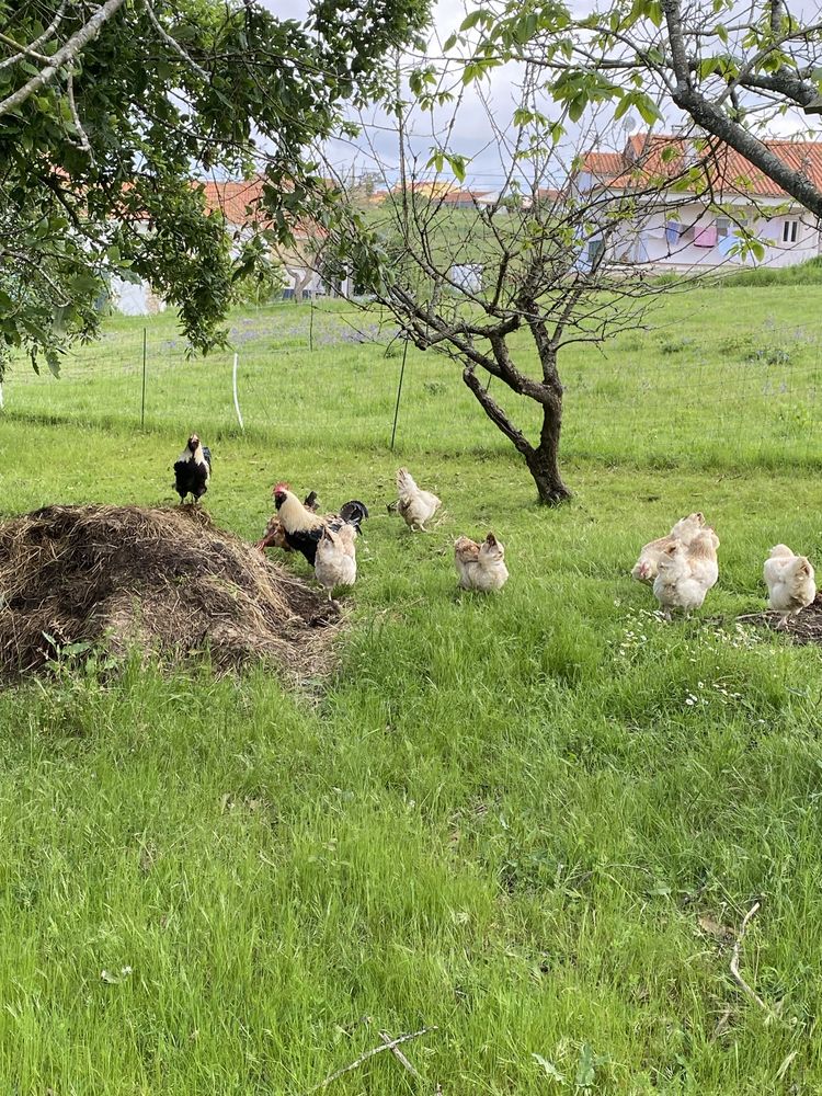 Ovos de Faverolles