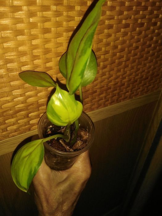 Продам сциндапсус, епипремнум  та  филодендрон