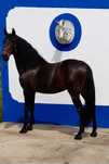 Cavalo Puro Sangue Lusitano