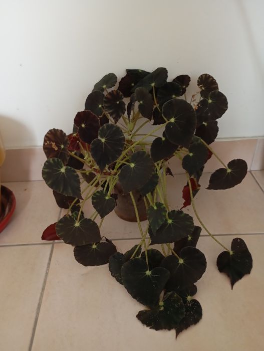Begonia bowerae  'Nigra Magra'