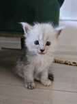 Nati srebrzysta Maine coon