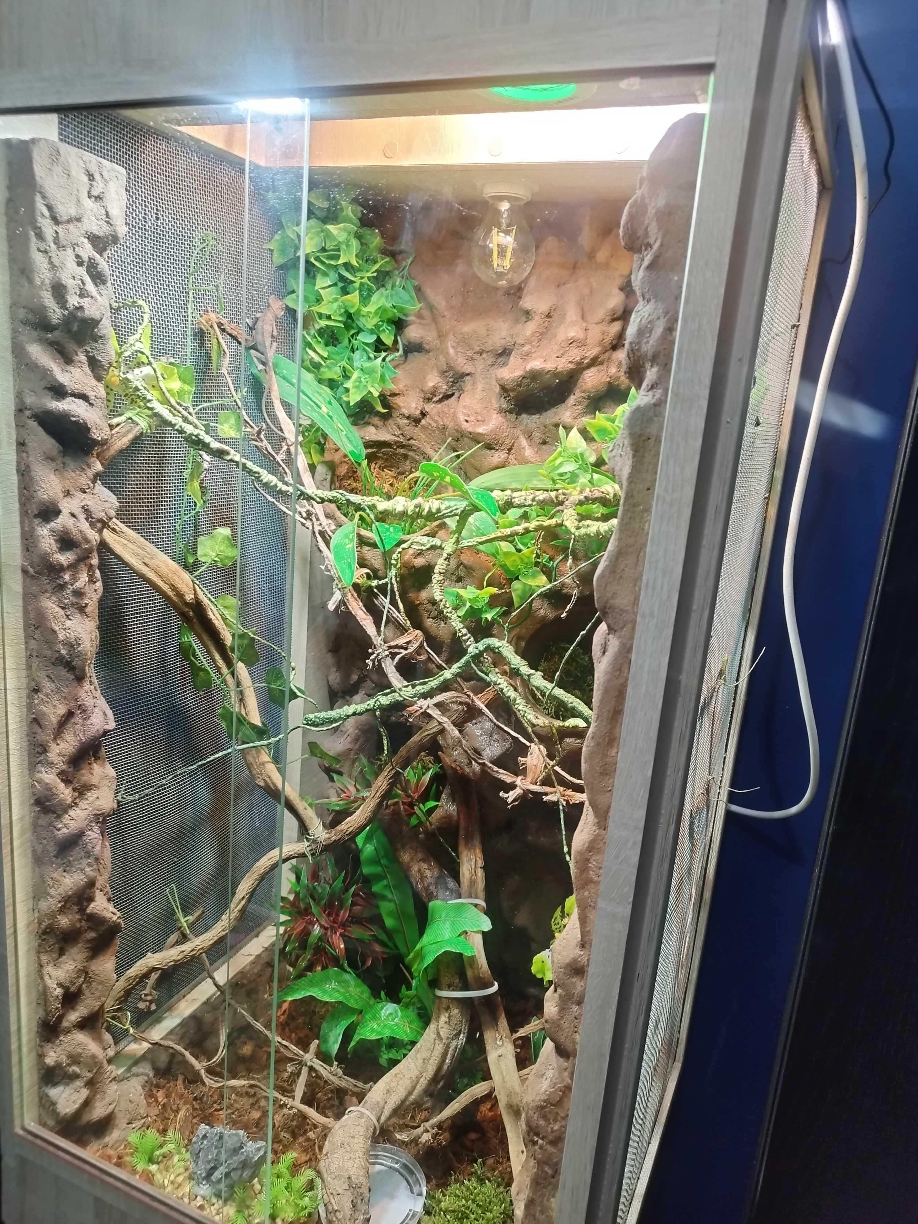 Terrarium  100x50 dla kameleona wyposażenie