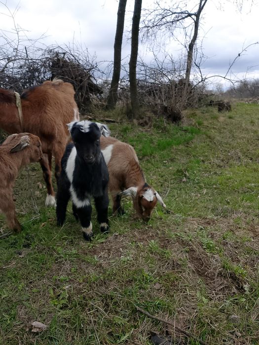 Козенята  клаповухі