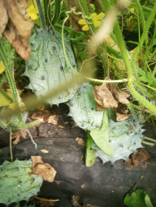 Насіння ківано, ківано рунд, Африканський огірок або Рогата диня.