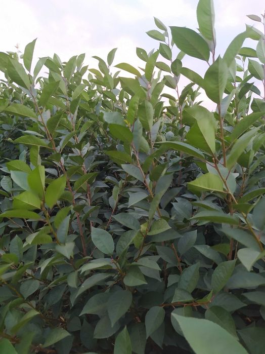 Drzewka  Morele, Jabłonie bezparchowr