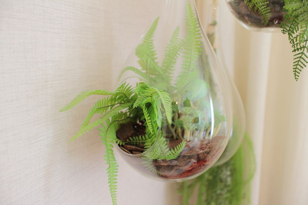 Plantas suspensas decorativas