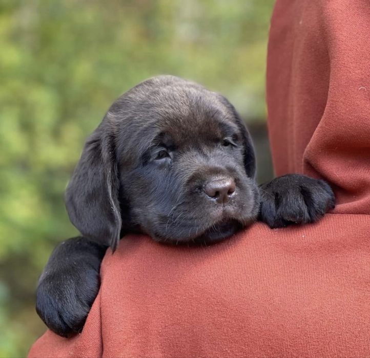 Labrador Retriever cor chocolate