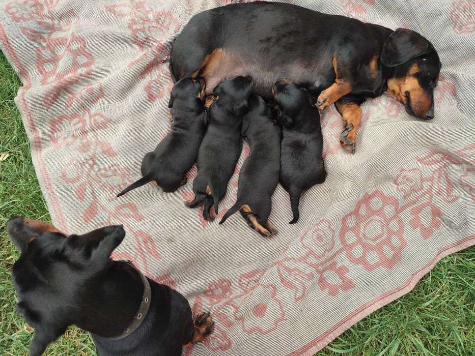 В'язка такси чорно-підпалий