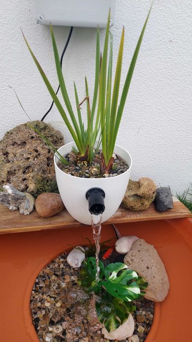 Lirio de agua amarelo para lago