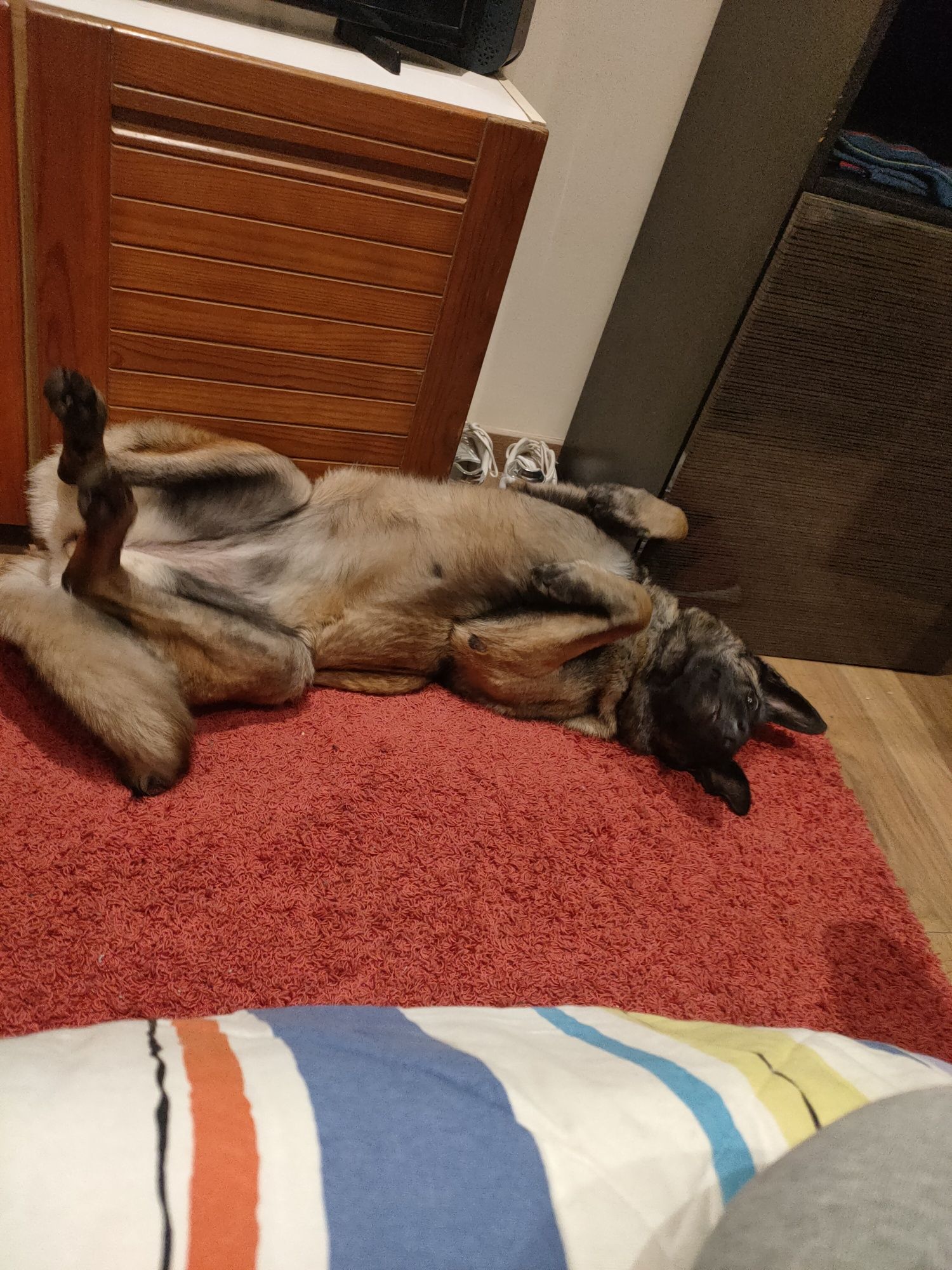 Nova família ADOTAR.ME