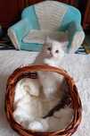 Piękne Kocięta Ragdoll z rodowodem