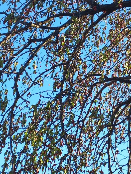 Унабі ягоди та саджанці