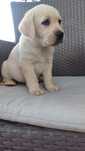 Labrador Retriever suczka