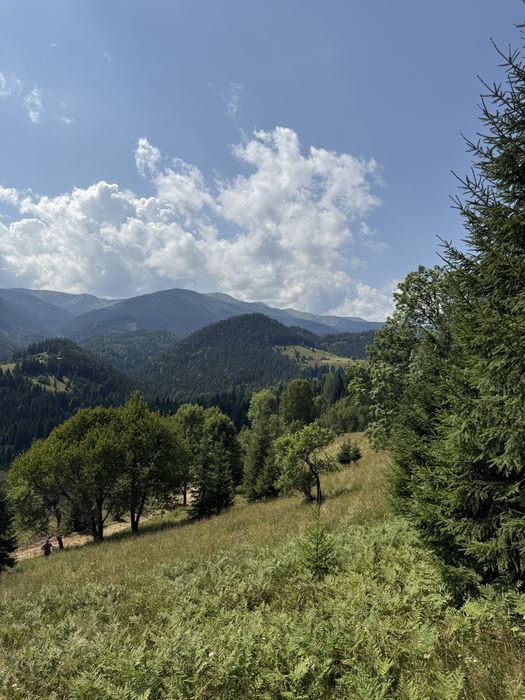 Ділянка з лісом .