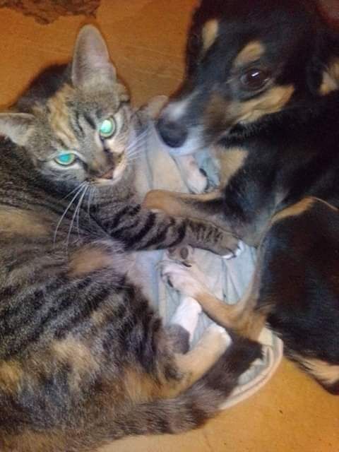 Собачка щукає родину