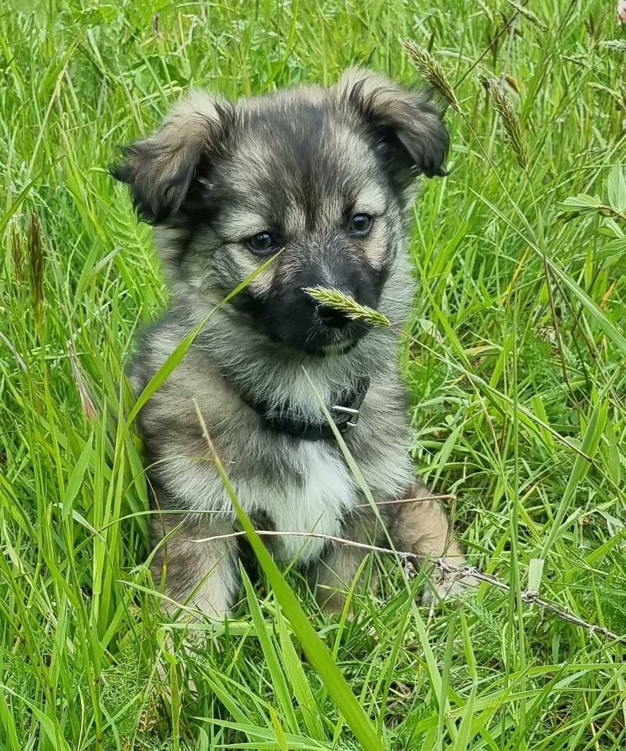 Sunia ,będzie malutkim psem,szuka domu.