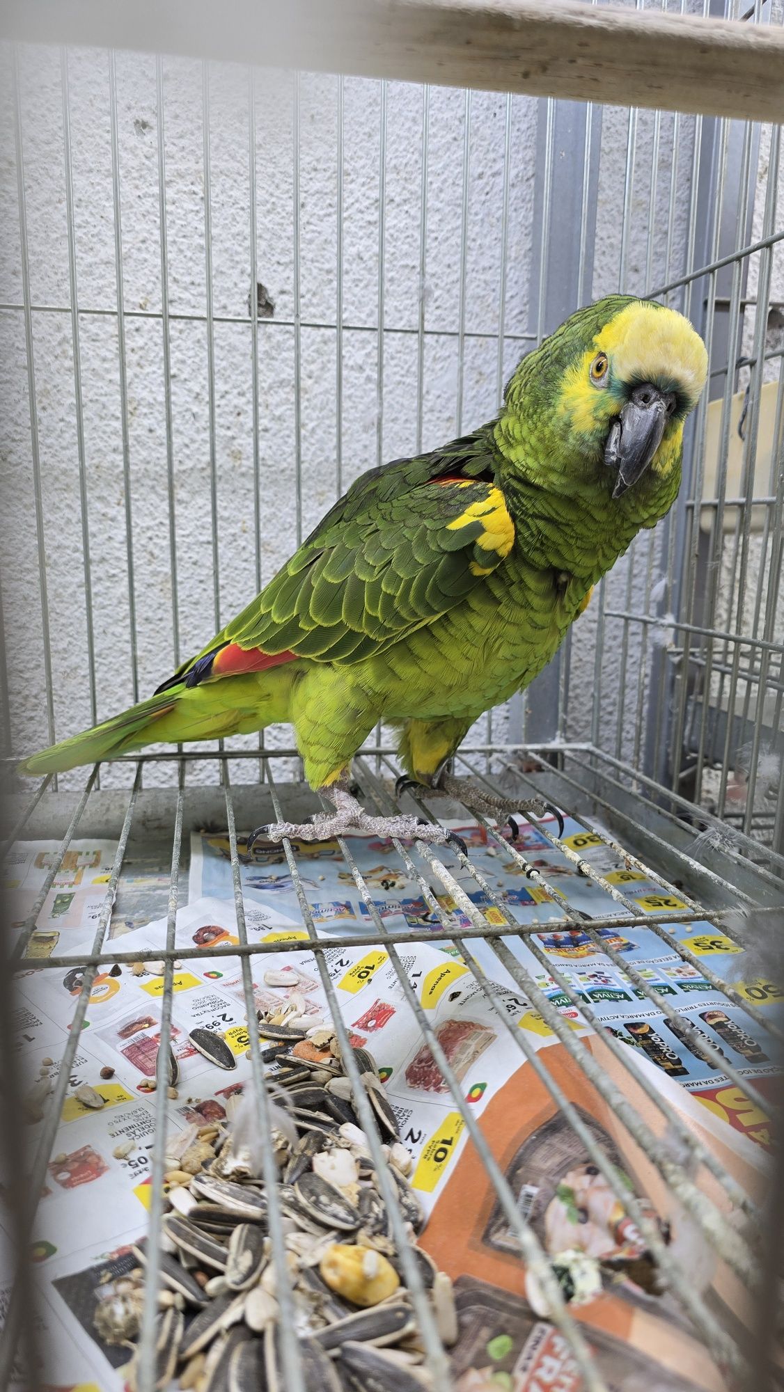 Papagaio muito bonito
