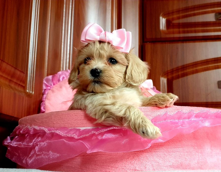 Maltipoo słodkie urwisy