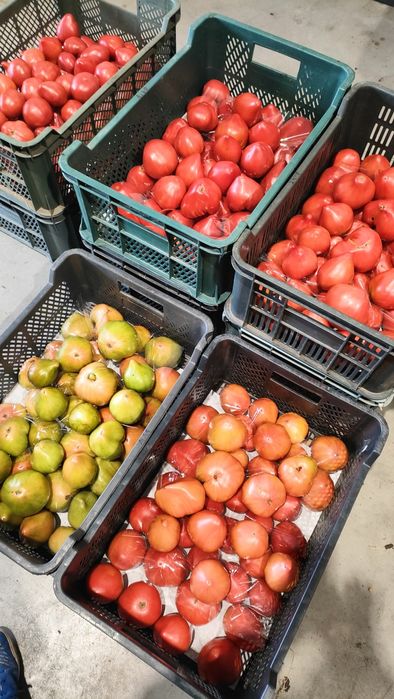 Pomidory. Bawole Serce.eko.