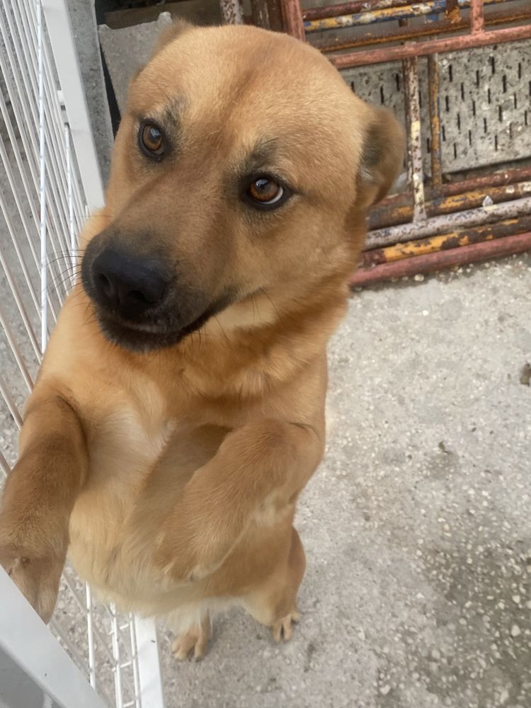 Cão de 2 anos para adoção