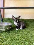 Zabawny bialo-czarny Devon Rex