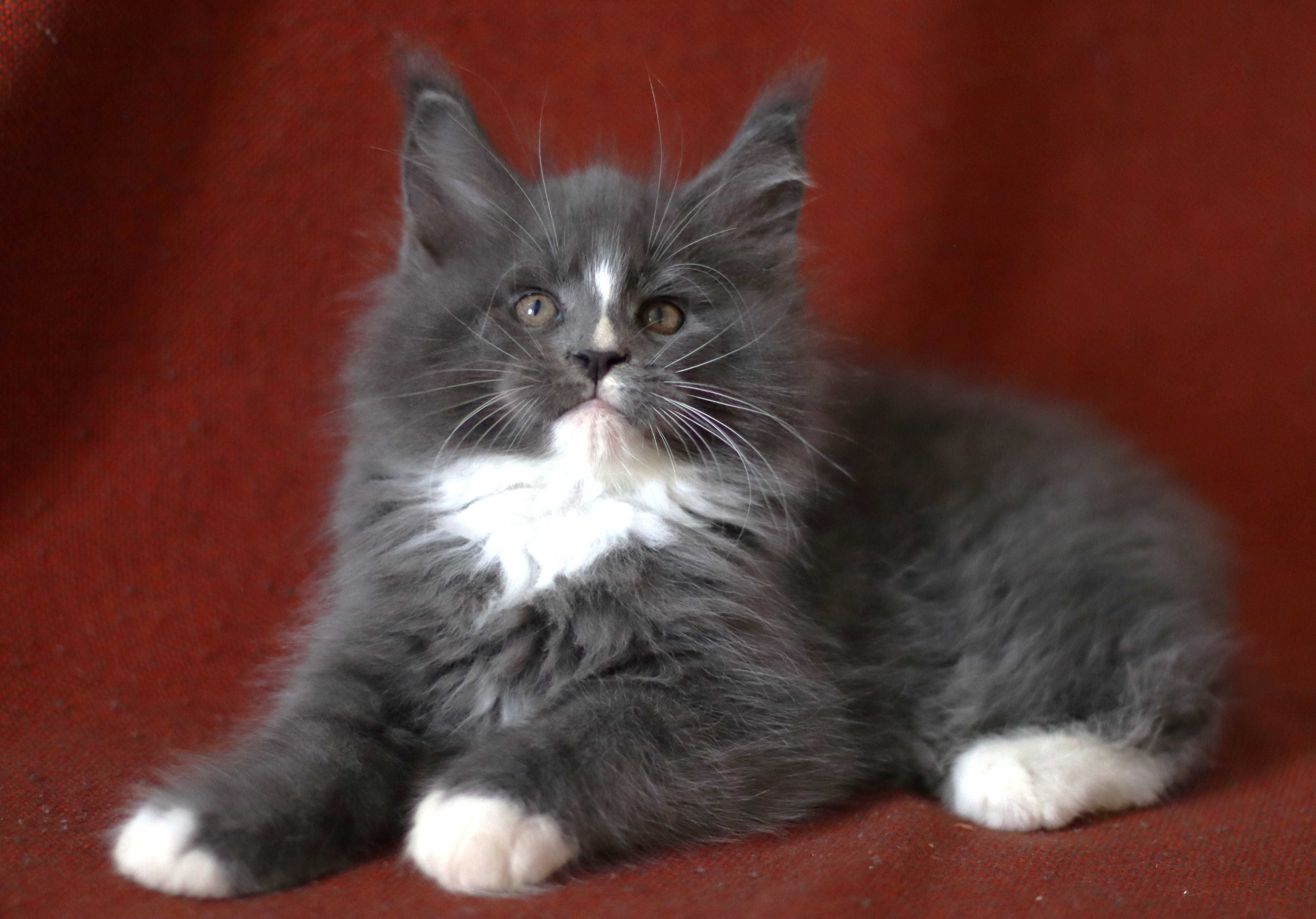 Maine coon macho azul e branco para criação ou companhia - LOP