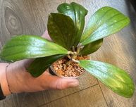 Hoya Erythrina - sadzonka