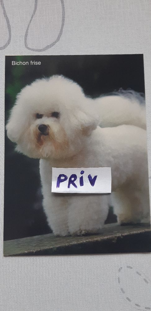 pocztówka psy-Bichon frise