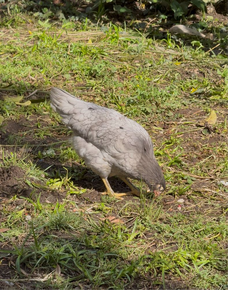Ovos caseiros galados varias raças de poedeiras