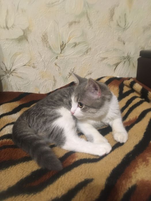 Віддам в хороші руки кошеня