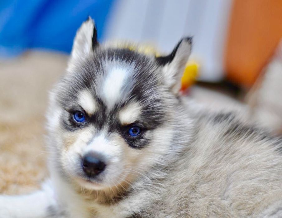 Сибірський хаскі -