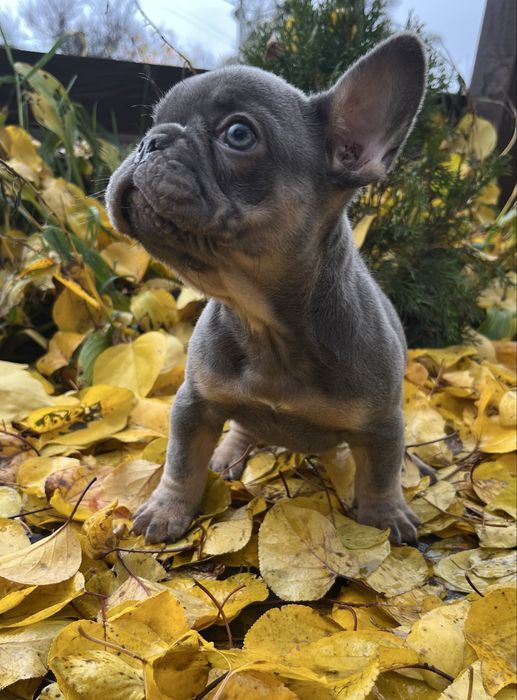 Французская бульдожка