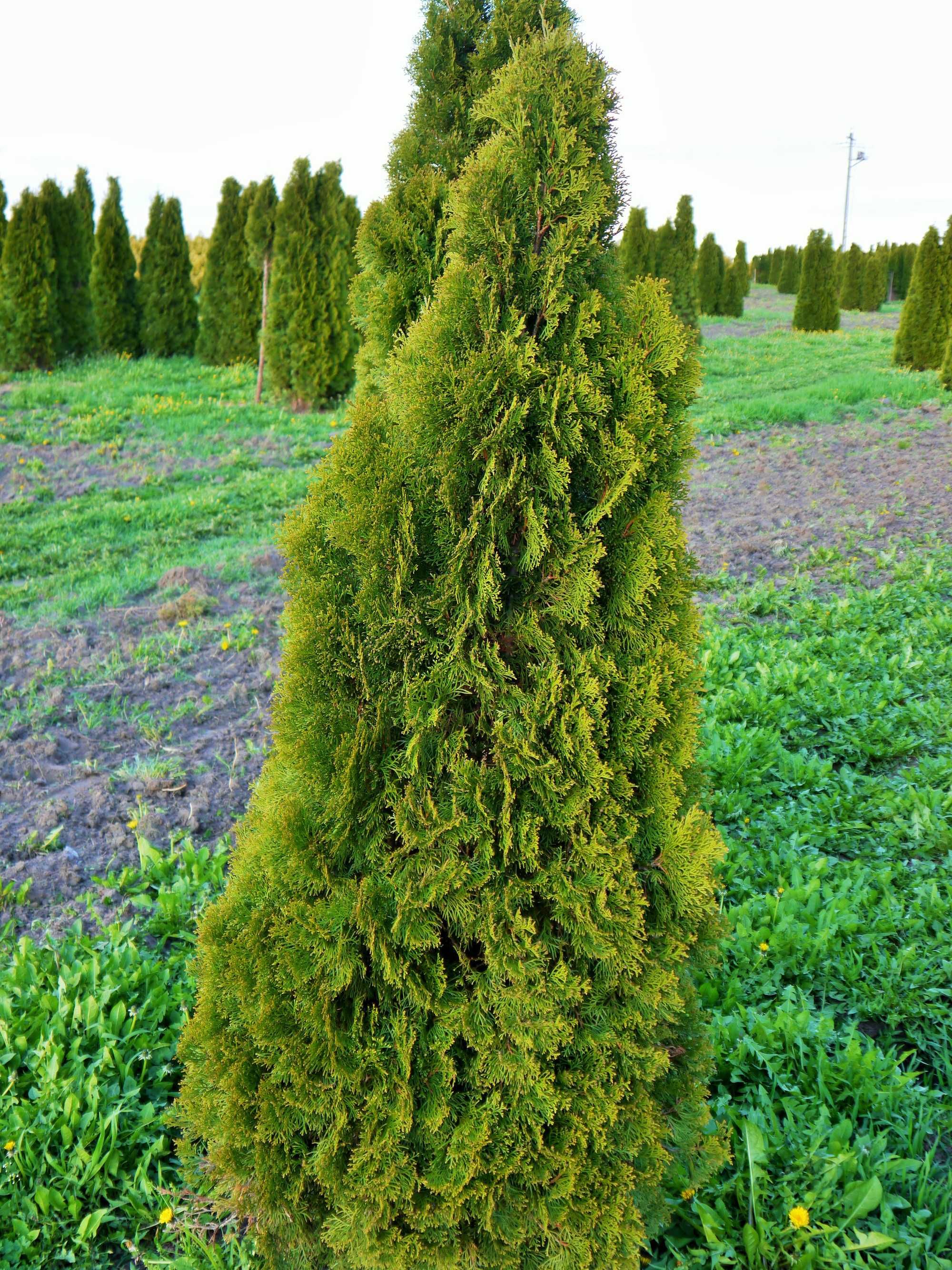 piękna tuja Szmaragd 200 cm