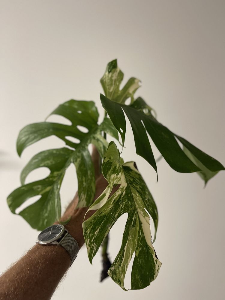 Planta Monstera variegata