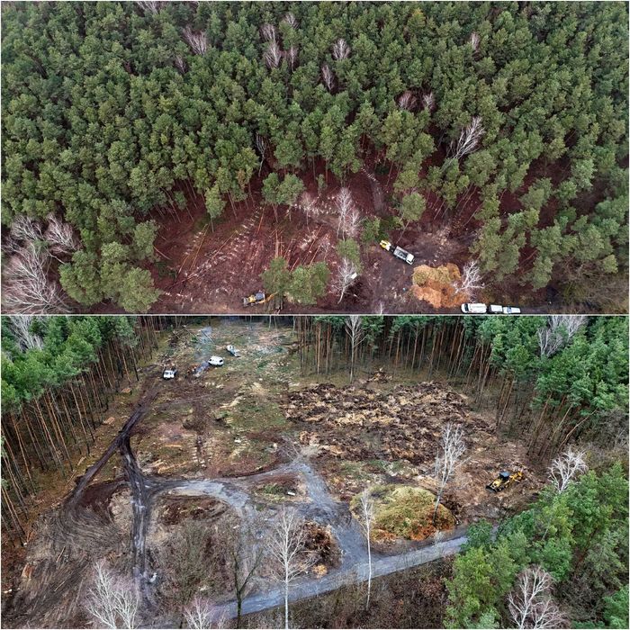 Wycinka i Pielęgnacja Drzew,podnośnik,rębak,Alpinistyka, Czyszczenie