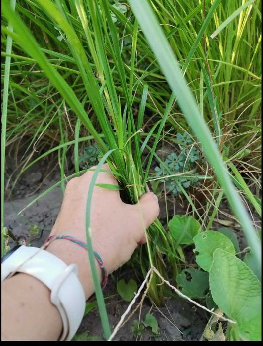 пеннісетум лісохвостний  . пухнастий злаковий до 1 м