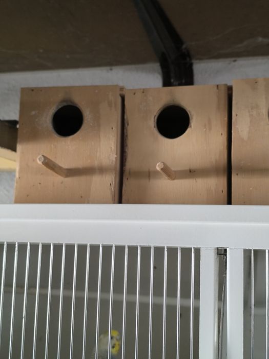 Ninhos para periquitos