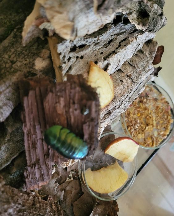 Таракан изумрудный